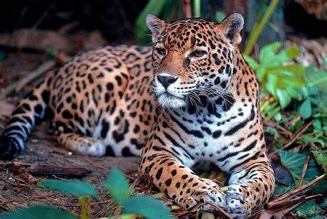 Diferencia Entre Leopardo Guepardo Y Jaguar