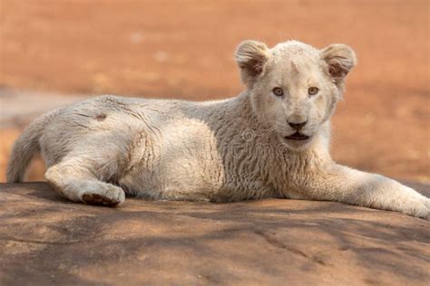 White Lion Cub South Africa Stock Image - Image of lion, town: 111387559