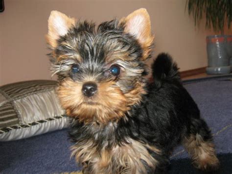 How Much Does A Yorkie Puppy Cost Yorkshire Terrier Price Ranges