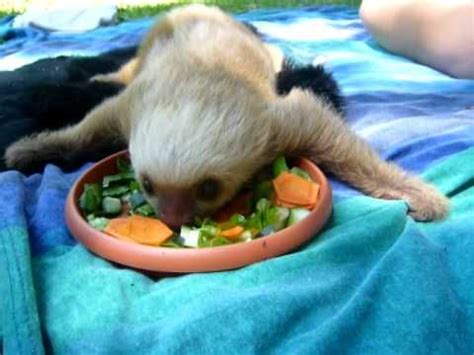 Cute Animals Tiny Sloth Eating - Animals World