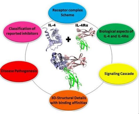 A Brief History of Interleukin 4 - XL BIOTEC