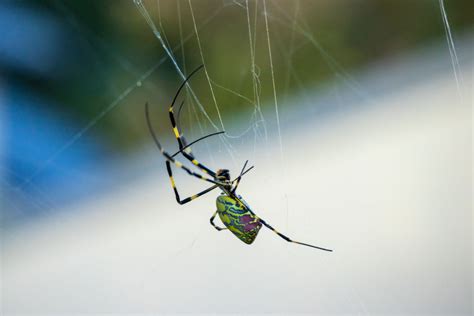 Could Venomous Flying Spiders Be Dropping in on You Soon? | TIME