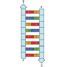 Dna Replication Mt Hood Community College Biology