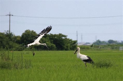 鴻巣にコウノトリ 2年連続飛来、水田に4羽 ／埼玉 毎日新聞