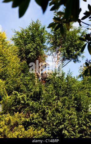 Pruning Leylandii trees Stock Photo - Alamy