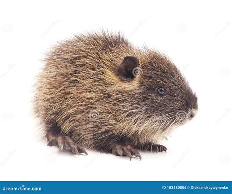 Baby Nutria Isolated On White Background One Brown Coypu Myocastor