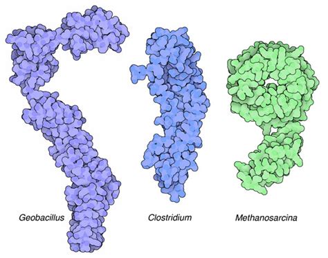 Pdb 101 Learn Structural Biology Highlights Bacterial Armor