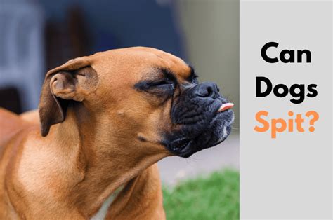 Can Dogs Spit? The Truth About Dog Saliva And Drooling