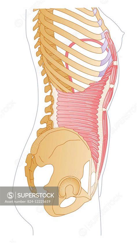 Illustration Of The Abdomens Transverse Muscles And Attachments On