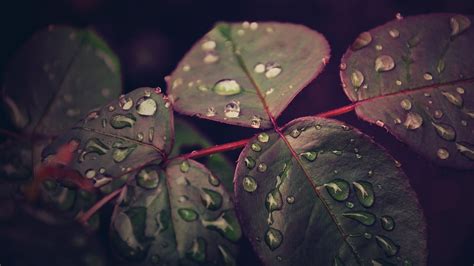 Papel De Parede Sai Natureza Gotas De Gua Verde Cor Outono