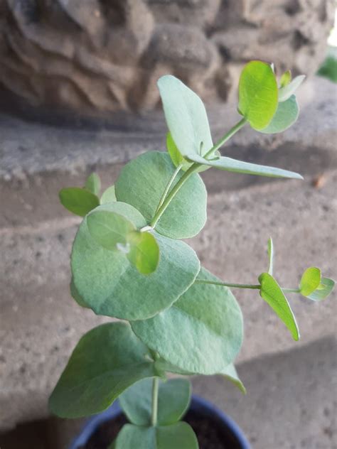 Silver Drop Eucalyptus Eucalyptus Silver Dollar Eucalyptus Etsy