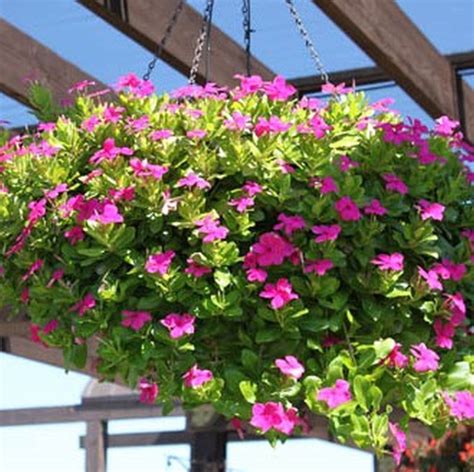 Vinca Hanging Plant