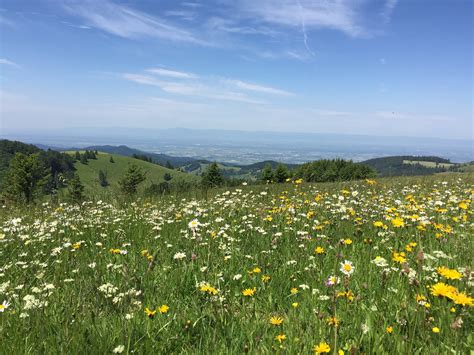 Paisaje Flor Prado De Flores Foto Gratis En Pixabay Pixabay