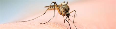 Mosquito Identification Prevention General Environmental Services