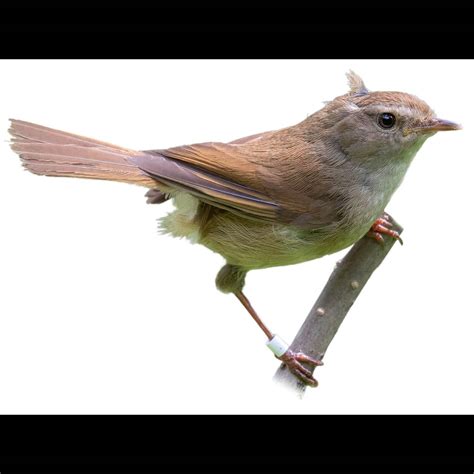 Brown-flanked Bush Warbler (Horornis fortipes) identification - Birda
