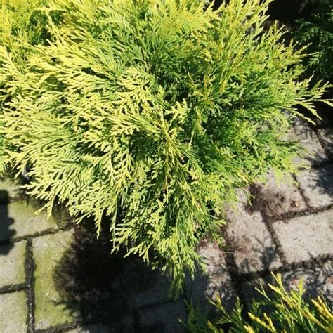 Tuja západná Golden Globe Thuja occidentalis 30 50 cm kont 3l