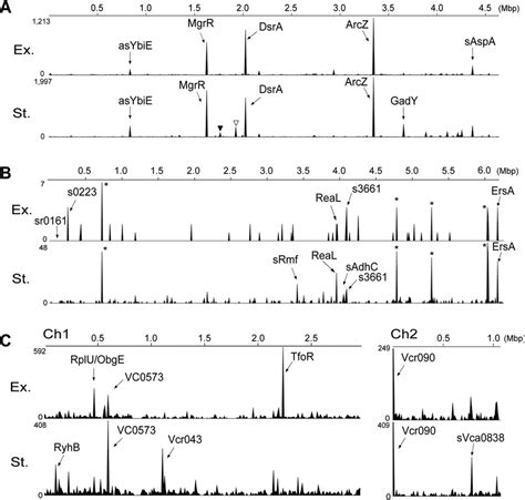 Identification Of Srnas Interacting With Rpos Mrna In E Coli P