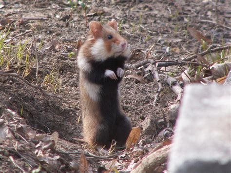 Le Grand Hamster Dalsace