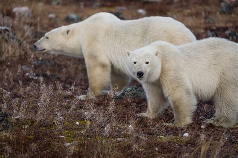 Animal Facts: Polar bear | Canadian Geographic