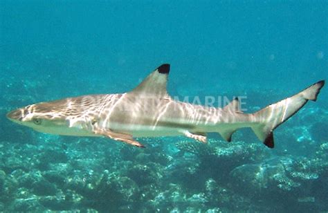 Black Tip Reef Shark - Quality Marine