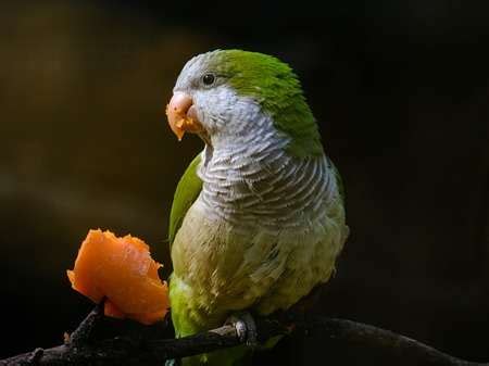 20+ Common Animals that Eat Fruits (Pictures & Facts) | Frugivore Animals (2023)