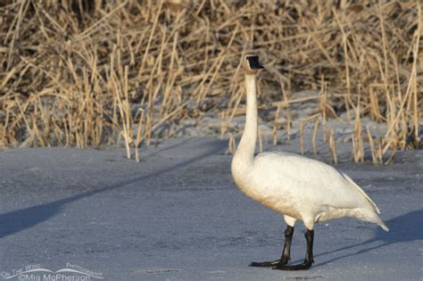 Trumpeter Swan On Ice Mia McPherson S On The Wing Photography