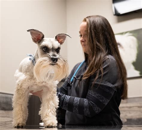 Veterinary Wellnessphysical Exams In Lubbock Tx Animal Medical Center