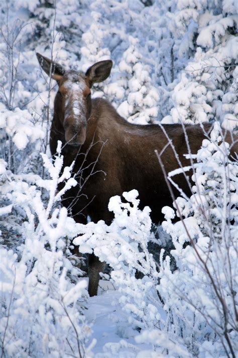 Moose in Snow Wallpapers - Top Free Moose in Snow Backgrounds ...