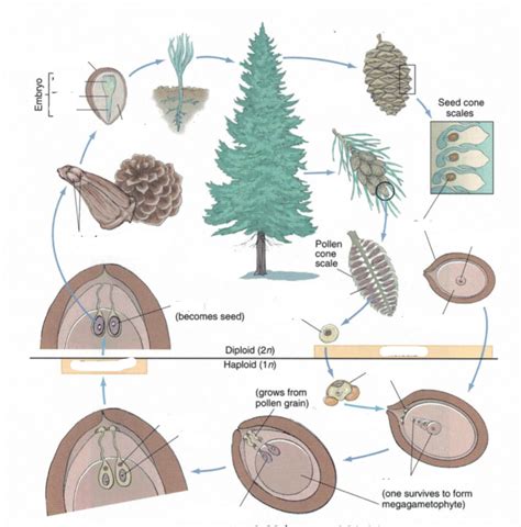 Question Before Making A Pine Tree Diagram