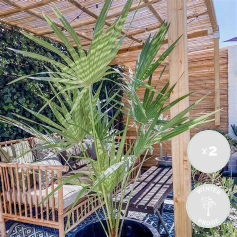 Herbie Chamaerops Humilis Europ Ische Zwergpalme X Cm Stk