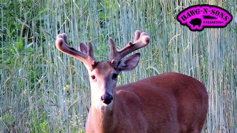 Habitat Improving Crab Claw Ii Into World Class Whitetail Buck Deer