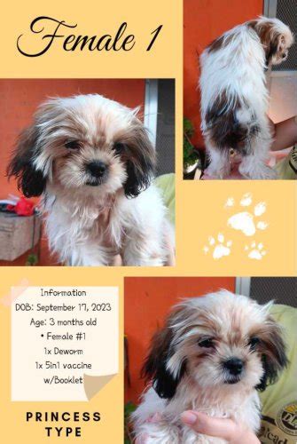 Shih Tzu Princess Type - Pet Finder Philippines - Buy and Sell Pets Online