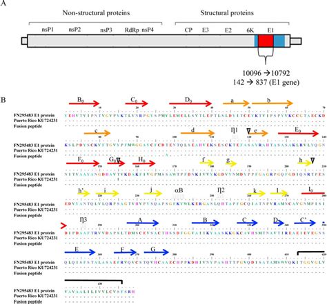 A Schematic Representation Of The Chikv Genome And The E Glycoprotein