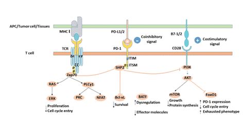 Pd 1 Signaling Pathway