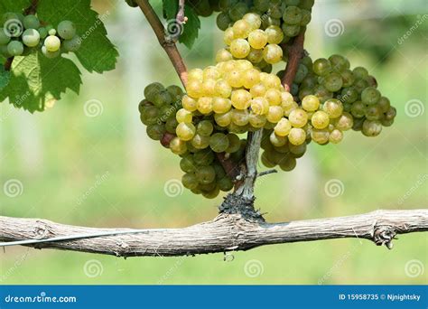 Green chardonnay grapes stock image. Image of ripe, chardonnay - 15958735