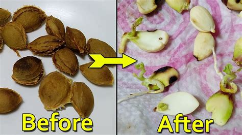 How To Grow Apricot From Seed Youtube