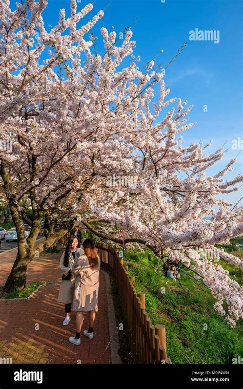 South Korea South Gyeongsang Province Busan Haeundae District Cherry