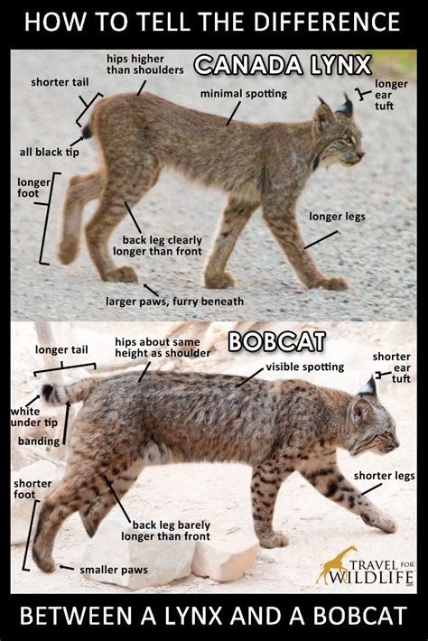 58 best images about Lynx - Bobcat on Pinterest | Canada, Canada lynx and Cats