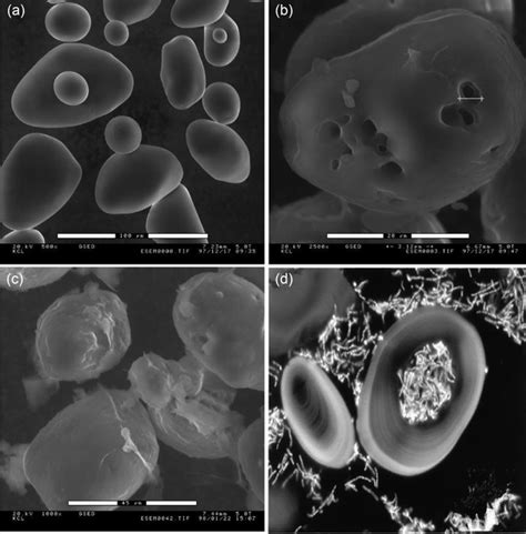 Scanning Electron Micrographs Of Potato Starch Granules A Hydrolyzed