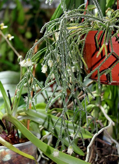 Rhipsalis Pilocarpa 5 Neira Magic B Flickr