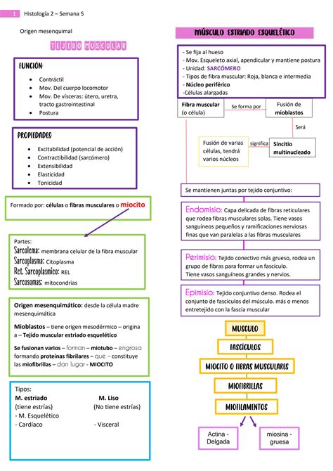 Solution Semana Tejido Muscular Studypool