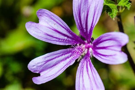 Benef Cios Do Ch De Malva Tua Sa De