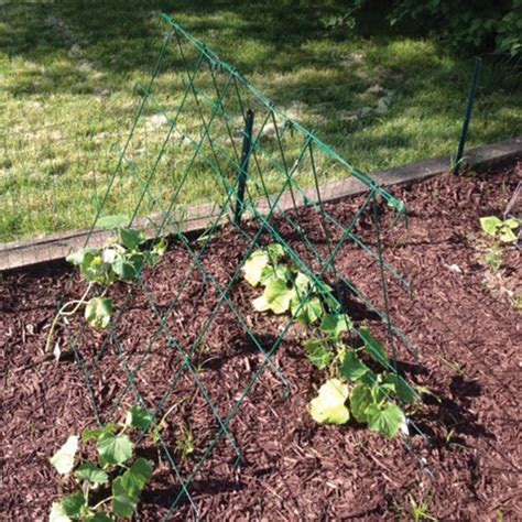 A Frame Cucumber Trellis Supports And Netting J W Jung Seed Company