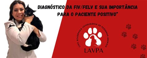 Diagn Stico Da Fiv Felv E Sua Import Ncia Para O Paciente Positivo