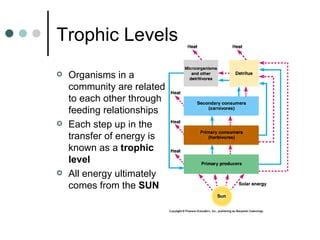 Ecosystems Ppt