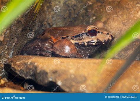 giant ditch frog pyxicephalus adspersus   wetlands