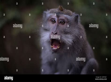 Orangutan Monkey Animal Stock Photo - Alamy