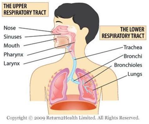 Cp Lecture Clinical Respiratory Infections Flashcards Quizlet