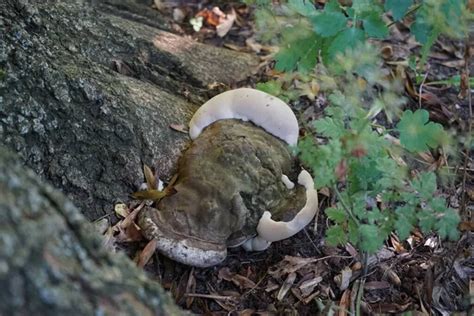 El Hongo Ganoderma Applanatum Crece En Julio Ganoderma Applanatum El