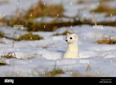 Stoat In Snow Hi Res Stock Photography And Images Alamy